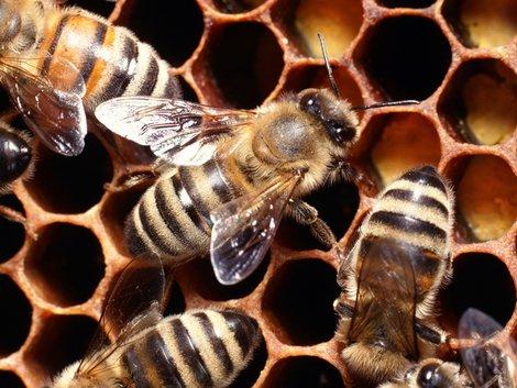 The Hive