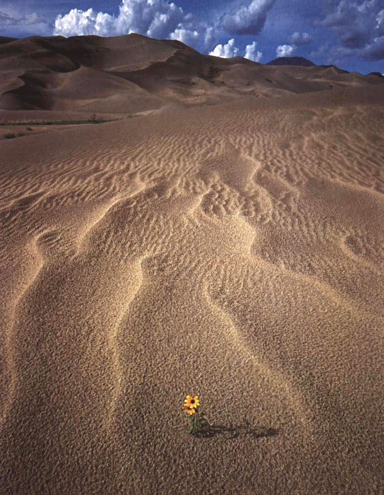 sand_dunes.jpg (245258 bytes)